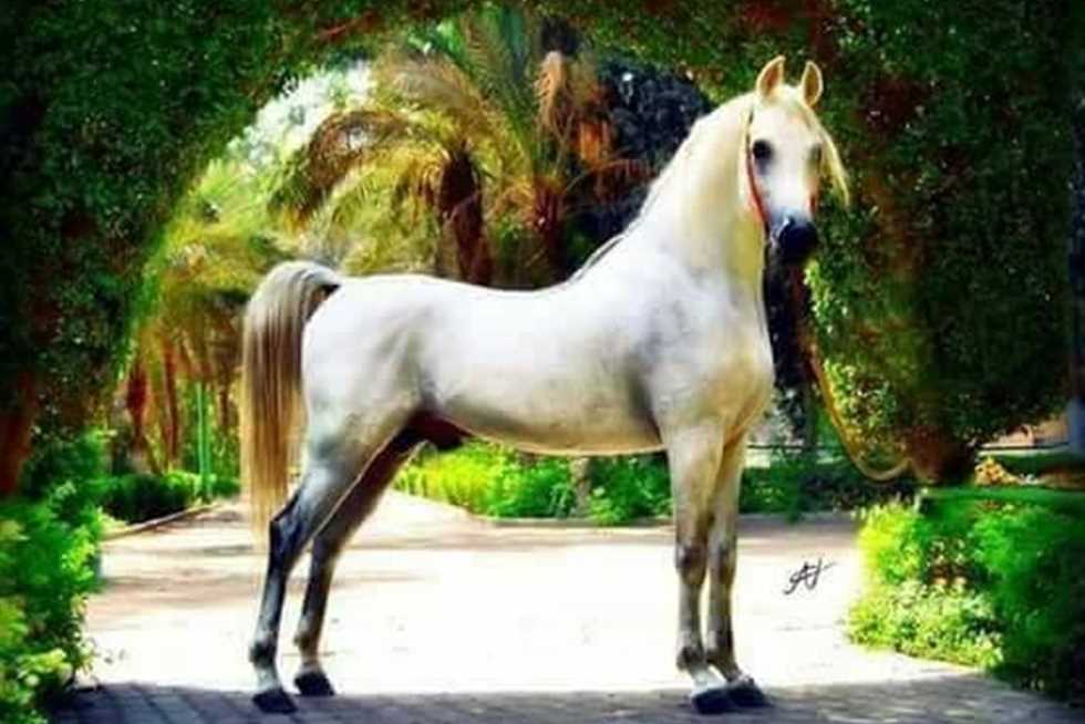 نفوق «أجمل حصان مصري»: اسمه تجويد جادالله وثمنه 10مليون دولار ومواليد 2004 (ريبورتاج)