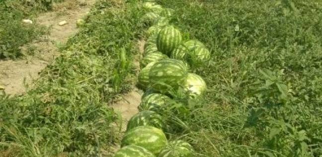 وزير الزراعة: البطيخ المصري آمن ومتبقيات المبيدات به أقل من "المسموح" (خبر)