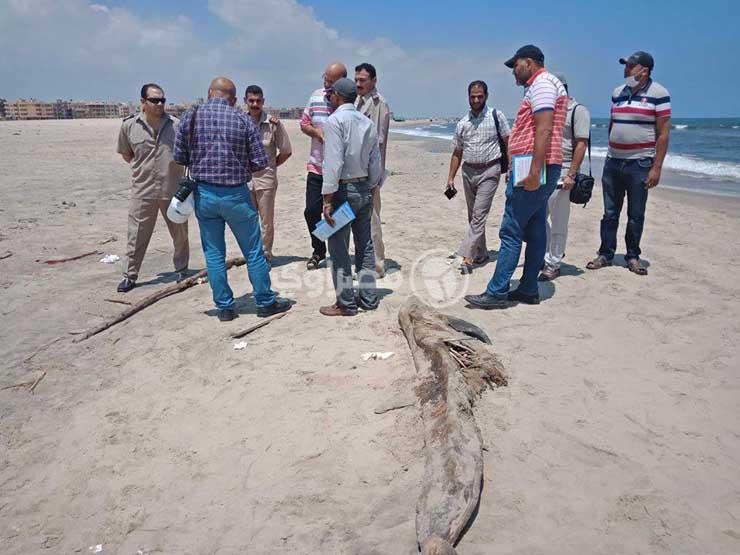 بالصور.. ظهور كائن غريب في حالة تحلل على شاطئ جمصة