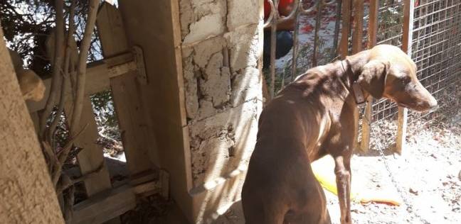 60 يوما على "مجزرة الرحاب".. الكلب "ببلاوي" مهدد بالموت جوعا