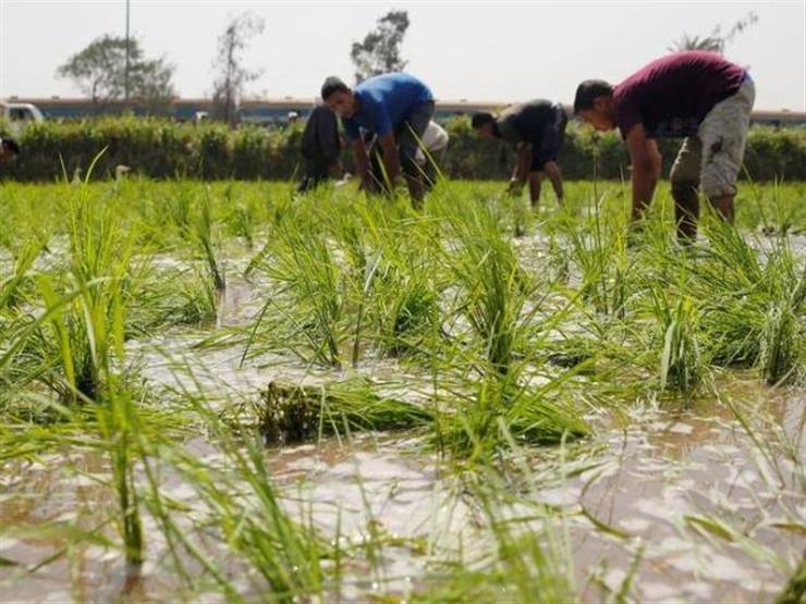 فيديو.. متحدث الزراعة: استنبطنا أنواعا جديدة من الأرز تستهلك كميات قليلة من المياه