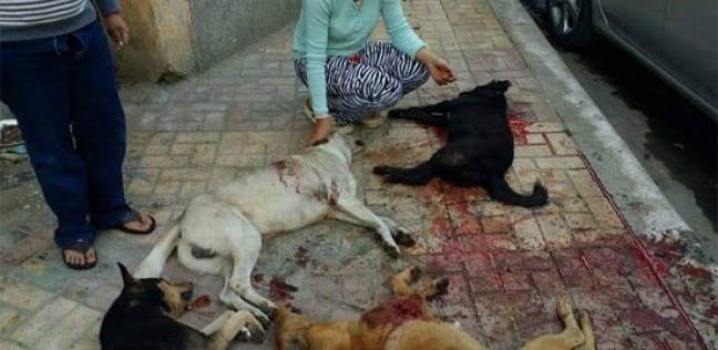 "حرق وتعذيب".. حكايات قتل الكلاب بالسم والنار والمسامير في مصر