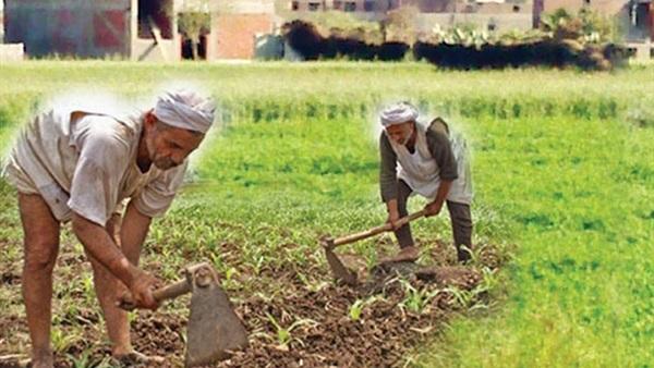 آلاف الفلاحين تعرضوا لعملية غش تجاري في بذور الطماطم