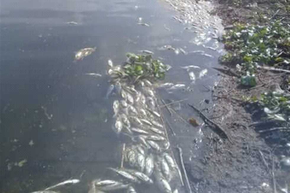 ظهور أسماك نافقة في النيل بالبحيرة.. والمحافظ يشدد على مراقبة الأسواق