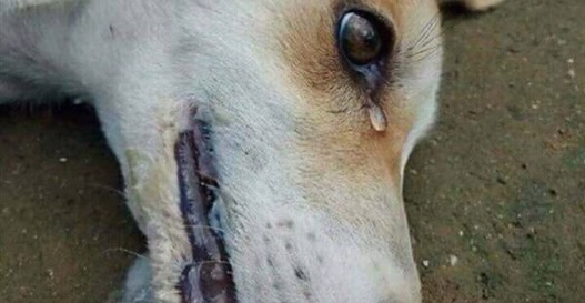 دموع كلب مسموم تشعل غضب الأهالي في شرق الإسكندرية (صور)