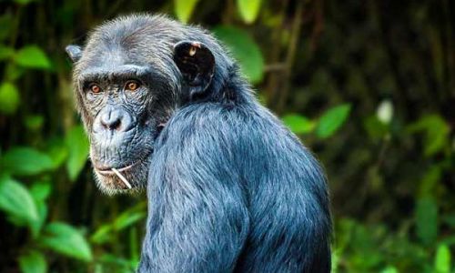دراسة.. الشمبانزي يمارس طقوسًا دينية أقرب لعبادة الله