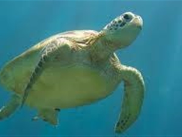 أستاذ علوم البحار: فقدنا 98% من السلاحف المهددة بالانقراض
