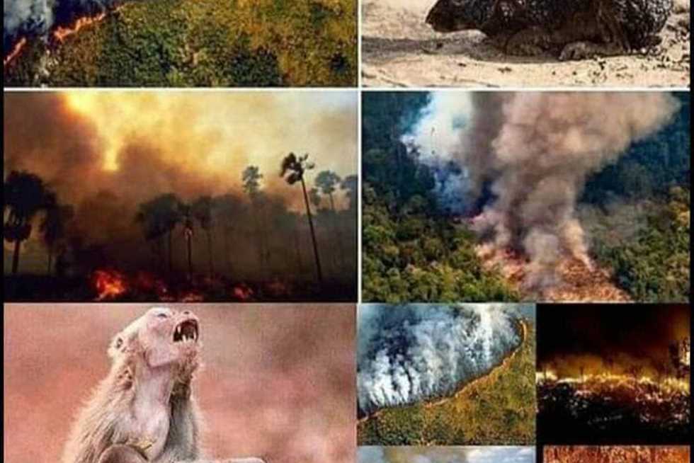 مشاهير العالم ينشرون صورًا مزيفة عن حرائق الأمازون
