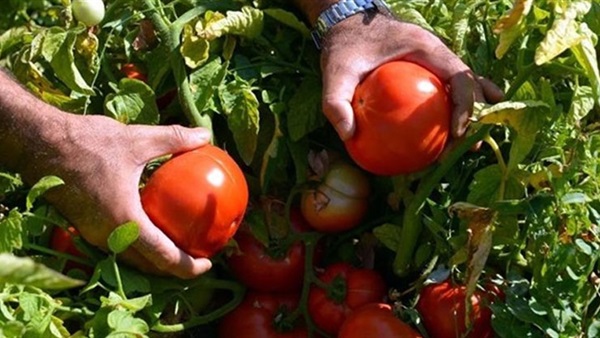 بعد وصول الكيلو لـ10 جنيهات.. "الزراعة" تكشف أسباب ارتفاع الطماطم