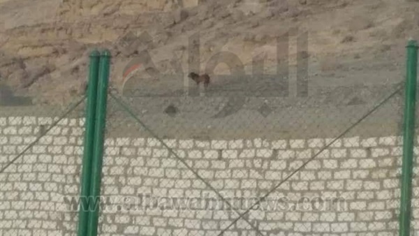ظهور أسد مرعب بقرية المعابدة في أسيوط