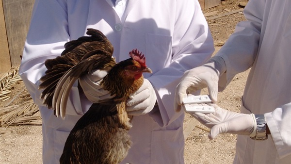 "الزراعة" توجه نصائح لمنع انتشار أنفلونزا الطيور