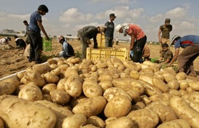 صادرات مصر الزراعية تتجاوز 5 ملايين طن.. البطاطس والموالح والبصل في المقدمة