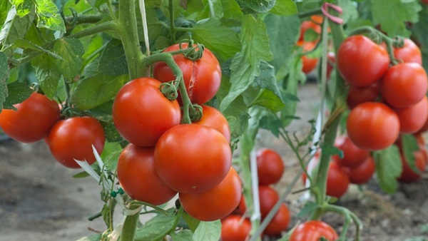 «الزراعة» تكشف حقيقة الزيادة المرتقبة في أسعار الطماطم