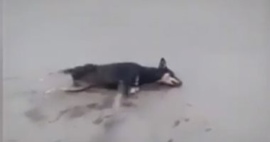 صدمة في التجمع الأول.. قتل كلاب الشوارع بمادة الإستركنين (فيديو)