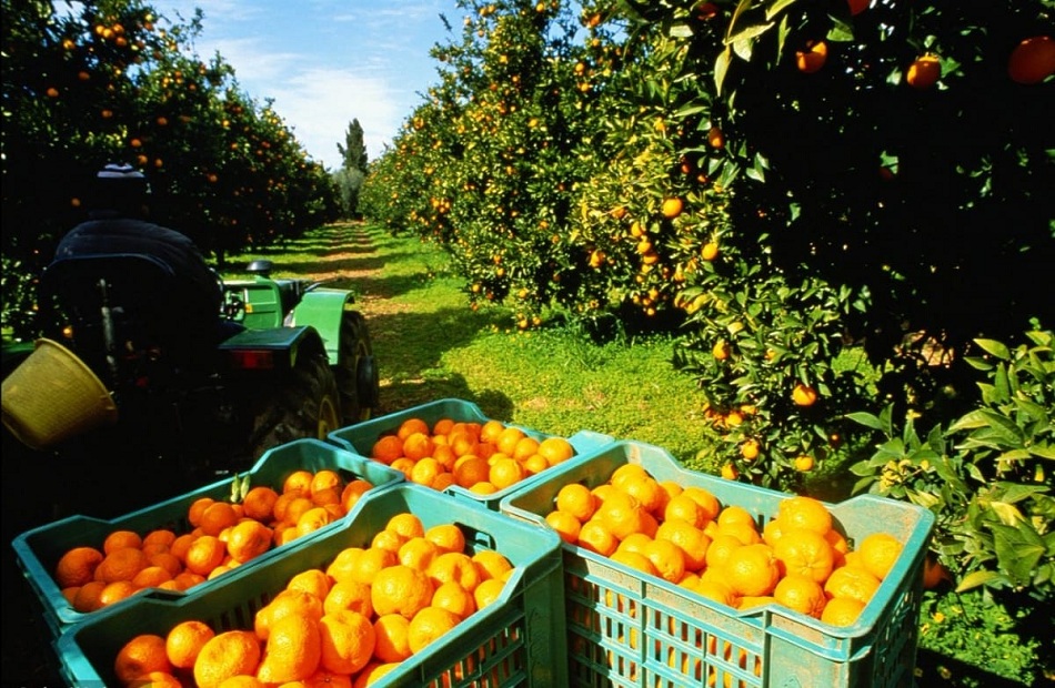 البرتقال المصري رقم 1 في العالم.. مليون ونصف طن حجم الصادرات| فيديو