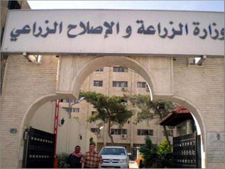 بسبب ارتفاع الدولار.. مصدر بالزراعة: توقعات بزيادة أسعار الخضروات والفاكهة من 10 لـ 15%