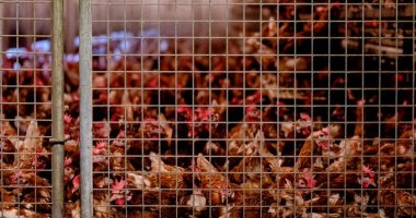 تعرف على تفاصيل مشروع إنتاج الدجاج البياض بوزارة الزراعة