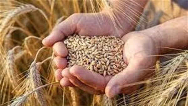 الزراعة: سعر توريد القمح لن يقل عن 1200 جنيه هذا الموسم