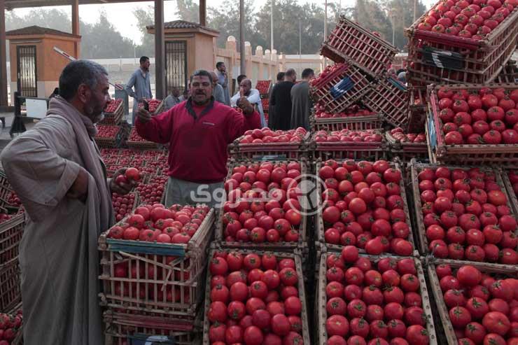 نقيب الفلاحين يكشف سبب ارتفاع أسعار الطماطم.. ويؤكد ستتراجع 50% في هذا الموعد