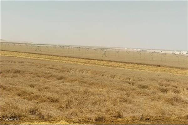ارتفاع حصيلة توريد القمح بالإسماعيلية