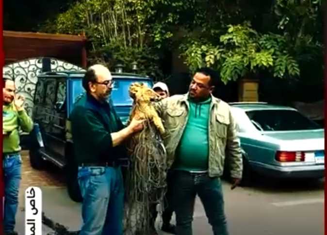 أسد التجمع.. كيف دخل الشبل إلى المجمع السكني وكيف تعامل السكان؟ (خاص)
