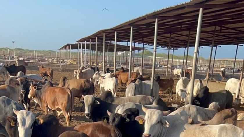 نقيب الفلاحين: ركود يضرب سوق المواشي والسر في «الدواجن»