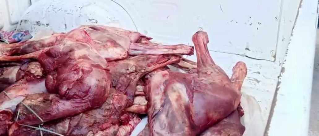 ضبط 400 كيلو لحوم حمير قبل توزيعها على مطعم في سوهاج