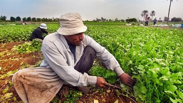 عيد الفلاح الـ 72| برلمانيون: فلاحو ومزارعو مصر يحظون باهتمام ودعم غير مسبوق في عهد الرئيس السيسي
