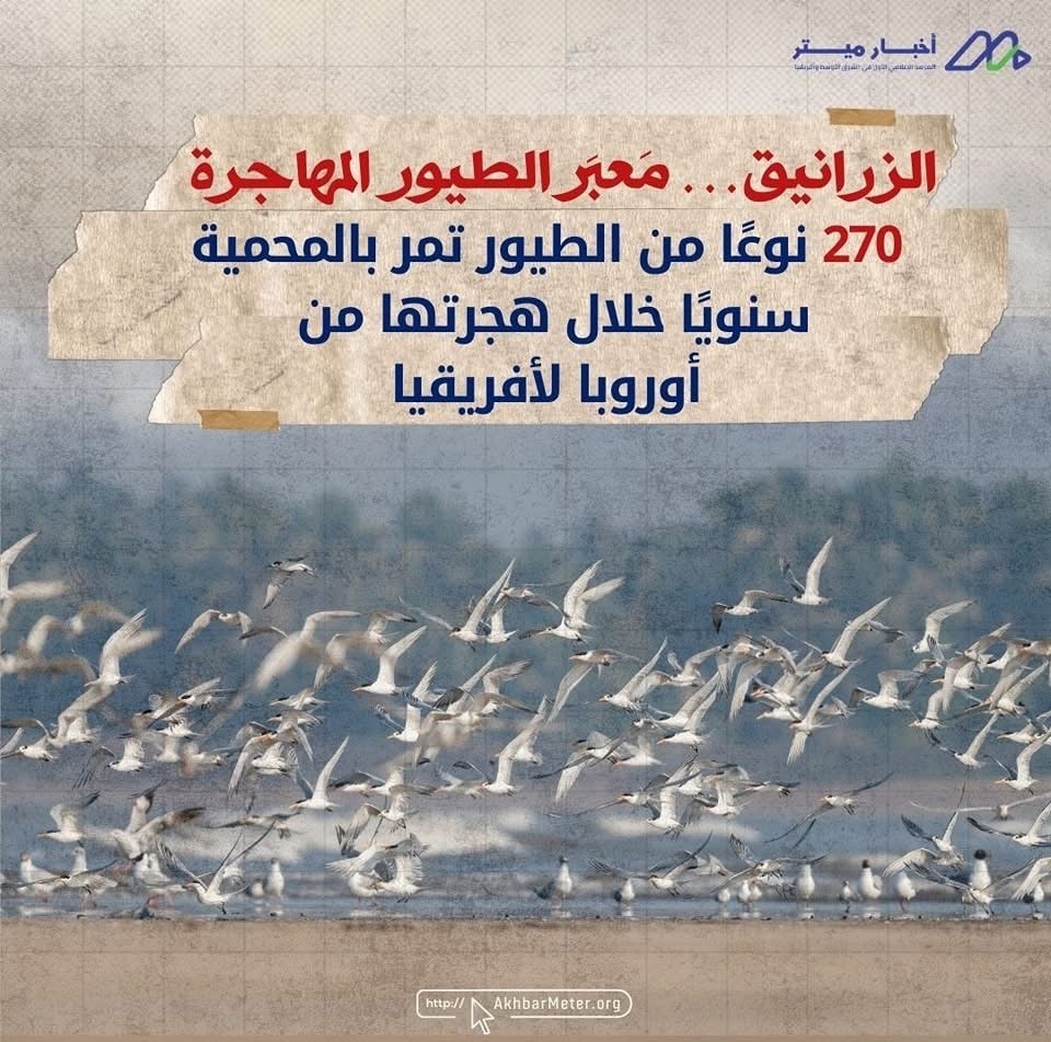 كنوز مصر الخضراء: داخل عالم المحميات الطبيعية